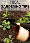 If we're not careful, the cost of gardening can add up. With these frugal gardening tips, you can be a gardening pro and still stay on a budget. WINI! WIN!