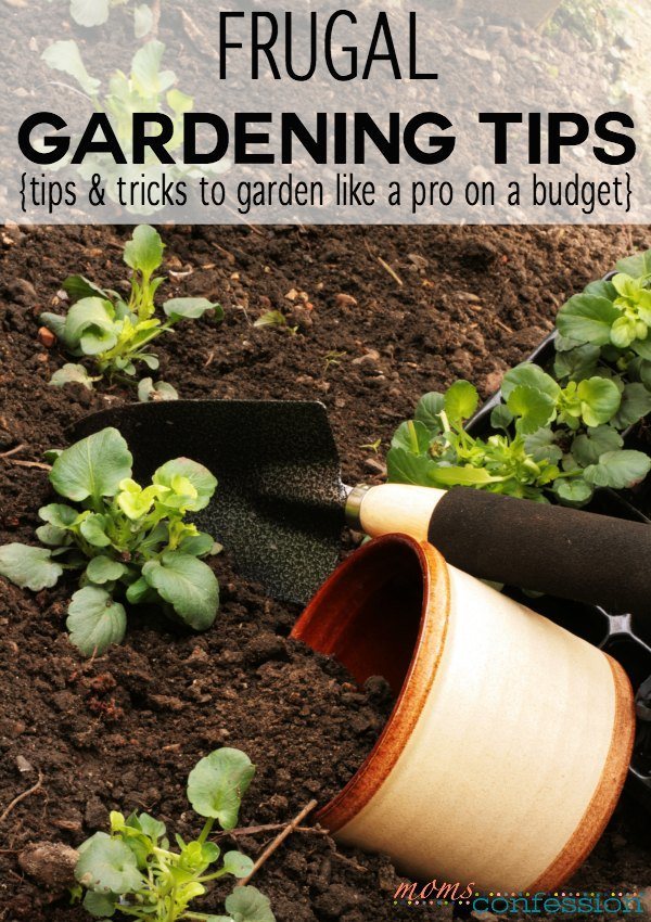 Frugal Gardening Tips And Tricks For Beginners And Experts • Moms Confession