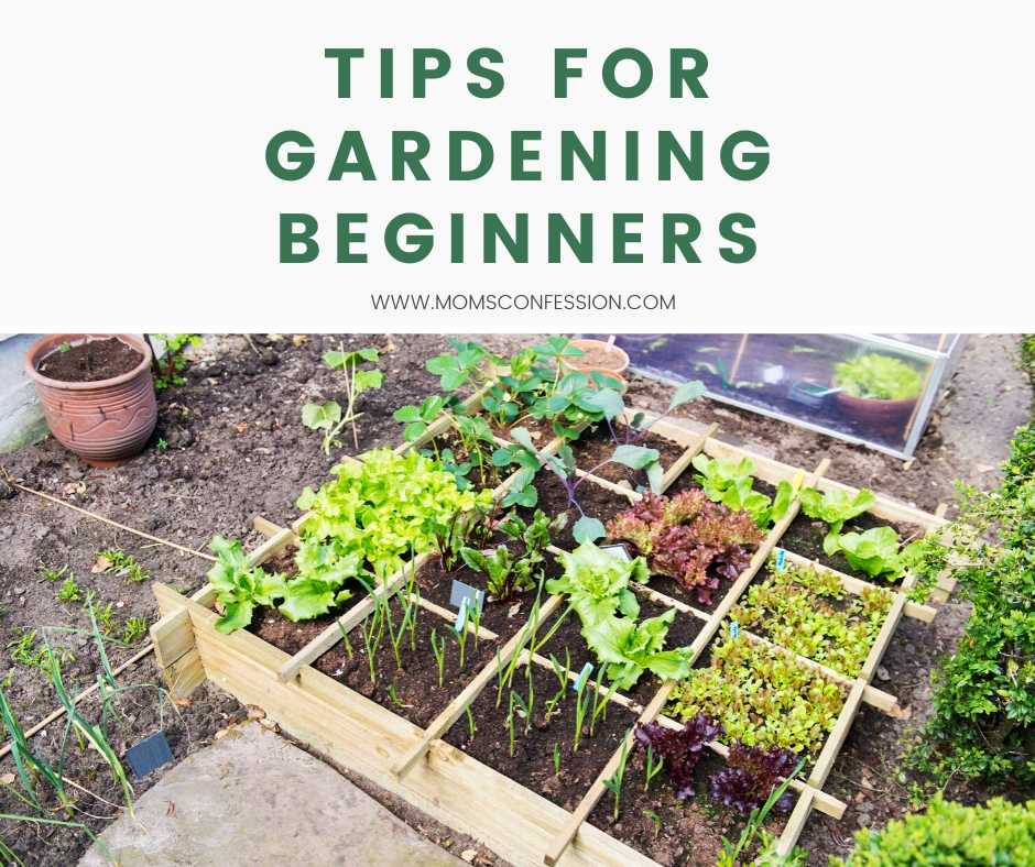 Tips for Gardening Beginners