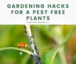 Gardening Hacks for a Pest Free Plants