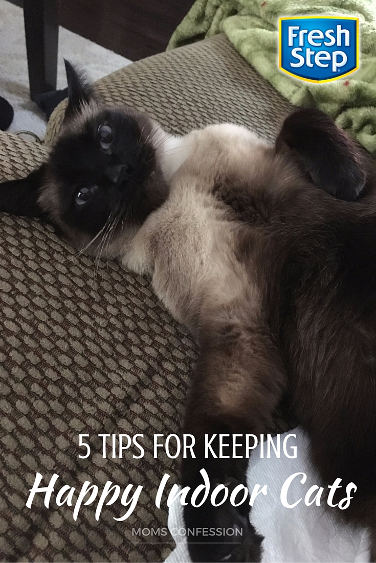 Use these tips to keep your cats happy indoors and make this super easy do it yourself cat bed and scratcher combo. Your cats will enjoy it so much!