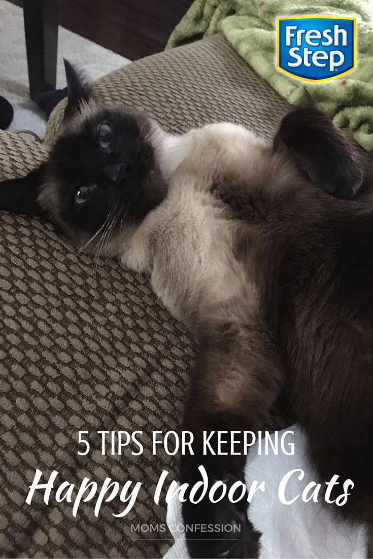 Use these tips to keep your cats happy indoors and make this super easy do it yourself cat bed and scratcher combo. Your cats will enjoy it so much!
