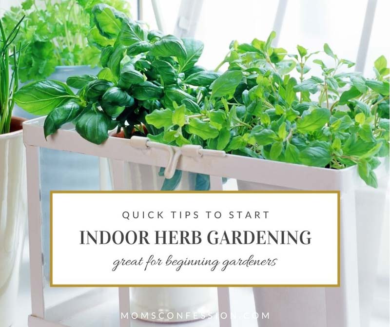 How to Start an Indoor Herb Garden