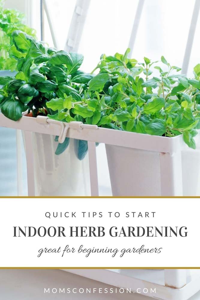 A thriving indoor herb garden in a small space with pots of fresh herbs on a windowsill